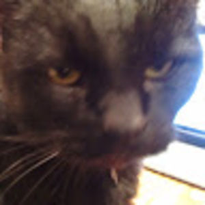 Meet your Posher, George